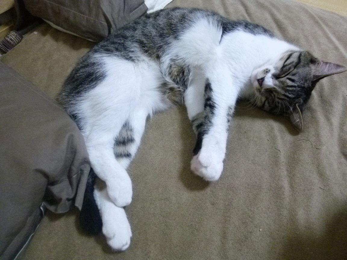 九游电脑版-“西甲冠军争夺日趋激烈，胜负难料”，西甲冠军2020-2021